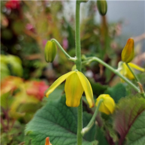 Albuca Shawii